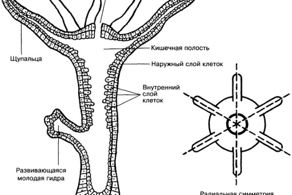 Как зайти в блэкспрут без тора